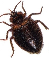 Bed Bugs; Photo courtesy University Florida