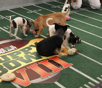 Photo: Animal Planet, Courtesy of Vetstreet.com