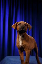 Photo: Animal Planet, Courtesy of Vetstreet.com