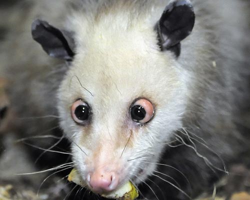 Crossed Eyed Opossum