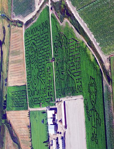 Corn field mazes