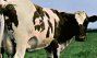 Atom Heart Mother